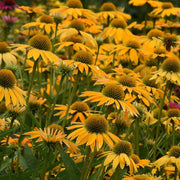 Coneflower, Yellow Ombre #2